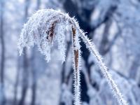 Schilfähre und Blatt bedeckt mit großen Raureifnadeln